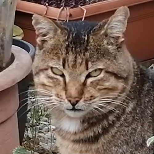 gietti