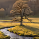Sunrise with Tree