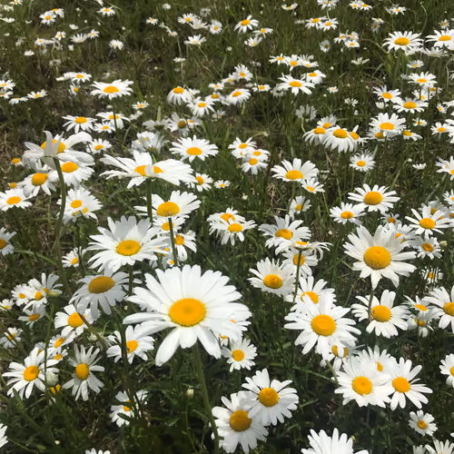 flower enjoy