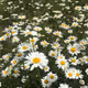 flower enjoy