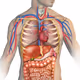 Anatomemes
