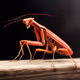 Red Mantis