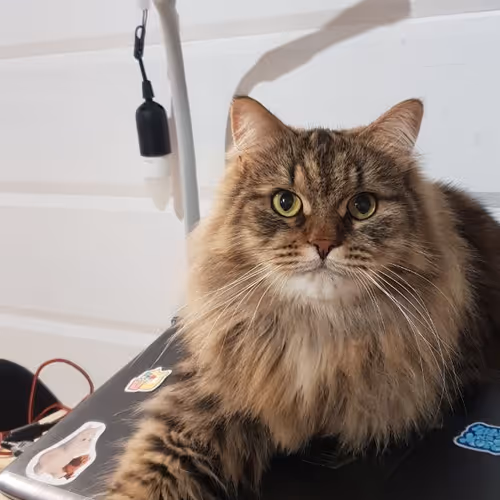 cat