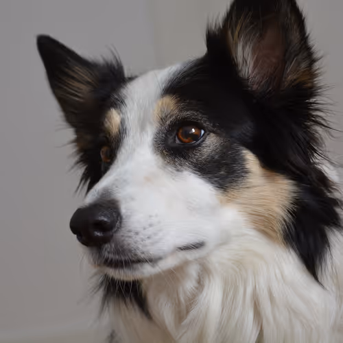 NALA
