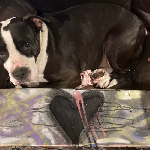 🖤 Skate 🖤 Buddy 🖤