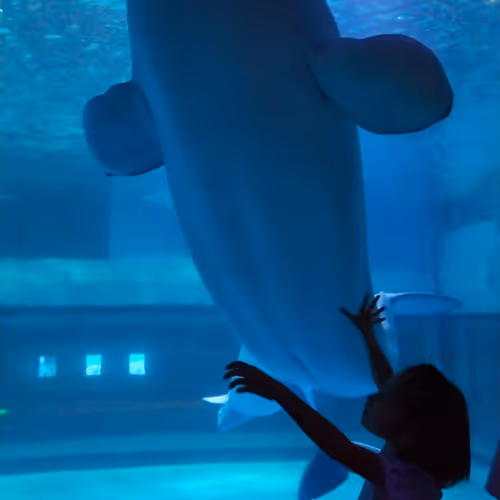 Girl and whale