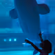 Girl and whale