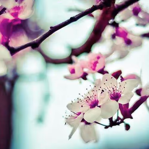 The Bedroom In Arles The Birth Of Venus