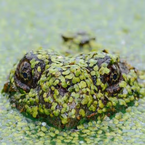 Emotional Median Went