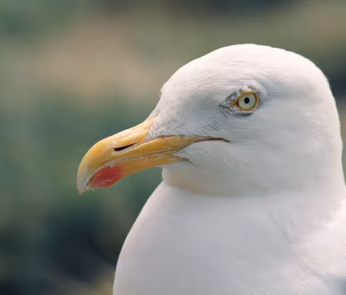 Seabreeze Serenity Showcase