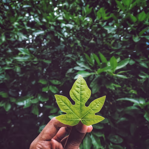 Leaf