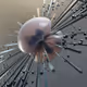 Zorb Besieged by Spikes