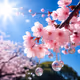 Cherry Blossom