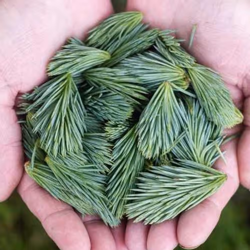 Decision Logical Conflicts