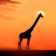 Giraffe meets the dawn