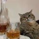 whiskey cat