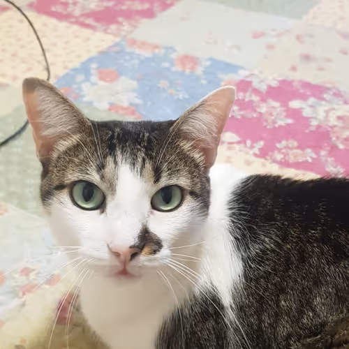 Gato Felix
