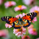 Harmony in Flight