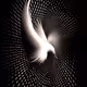 Bird in flight.