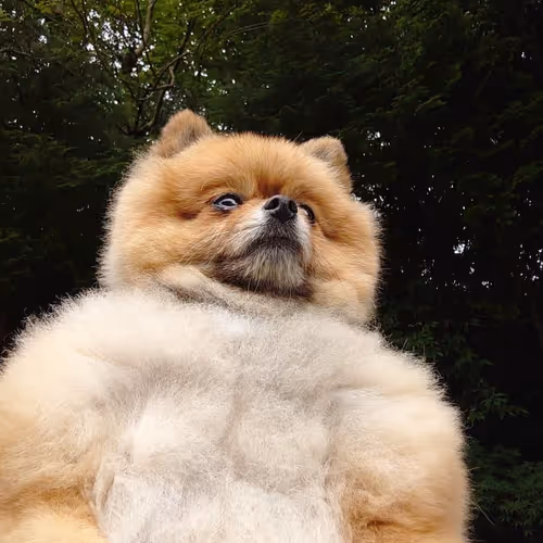 dog