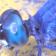 BLUE DRAGON FLY