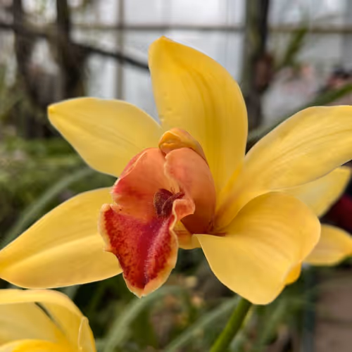 Orchidea