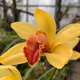 Orchidea