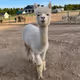 Alpaca