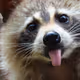 Raccoon Family