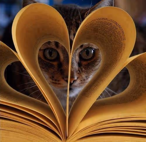cat heart