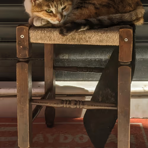 cat