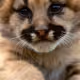 The world of animals