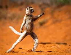 Dance
