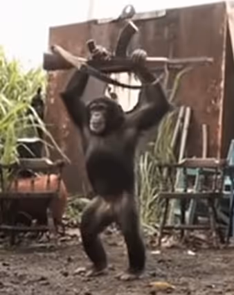 APES