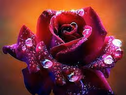 rose