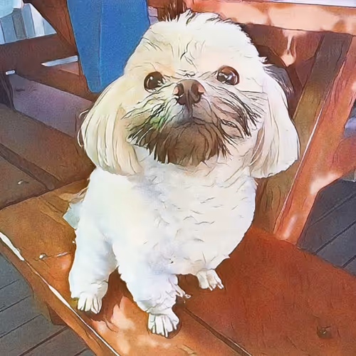Cute puppy