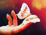 Butterfly in hand