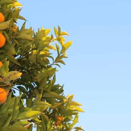 Provides Extended Continues