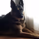 sofie