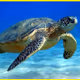 Money turtle