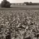 Farmers Hist