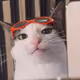 CAT LUNA