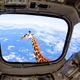 funny giraffe