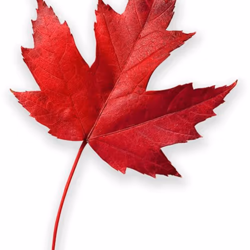 leaf