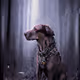 Catahoula Cool-022