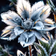 SnowFlower