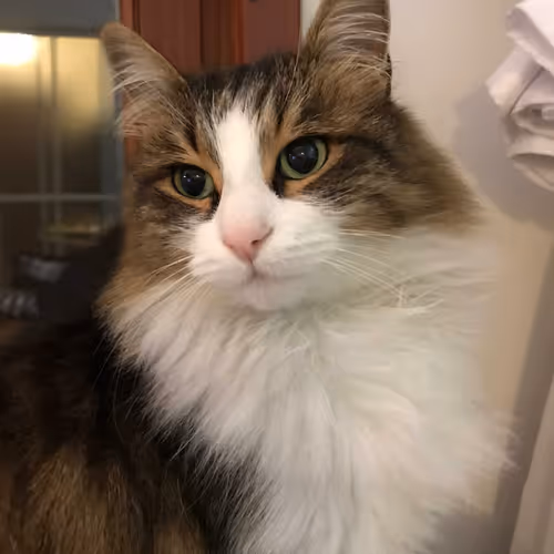 SEK KEDİ