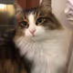 SEK KEDİ