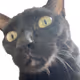 My Cat