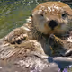 Otterzora
